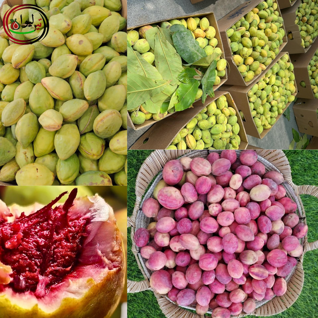 لوز الحَبّان البحريني